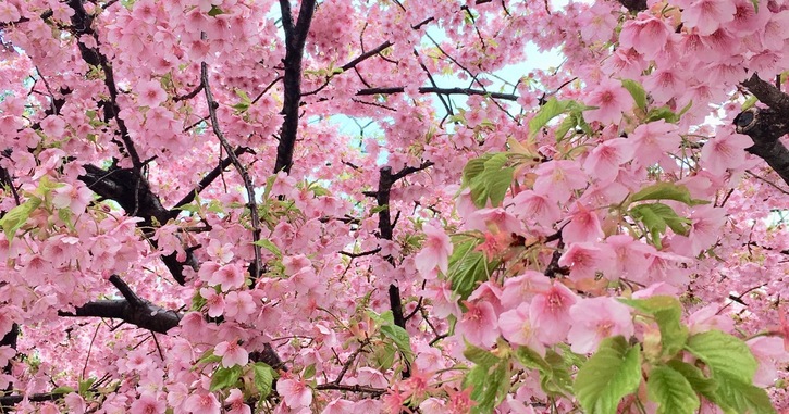 一条戻橋の桜。