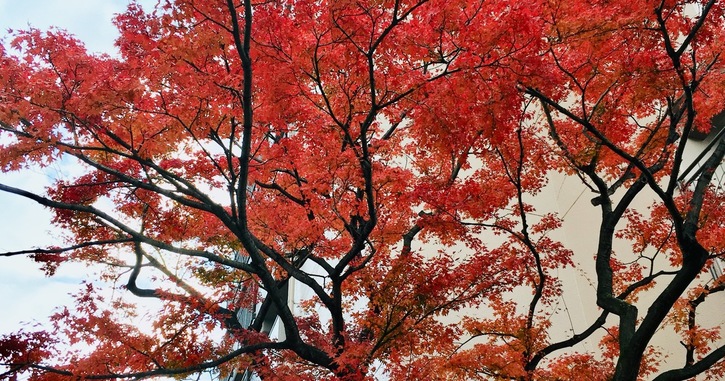東福寺の桜と紅葉のお話